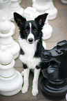 Border Collie Hndin