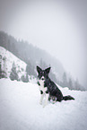 Border Collie Hndin