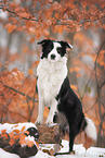 Border Collie Hndin