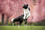 Border Collie Hndin