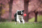 Border Collie Hndin