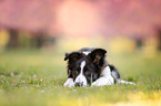 Border Collie Hndin