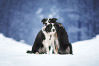 Border Collies