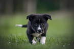 Border Collie Welpe