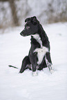 Border Collie im Schnee