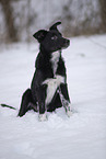 Border Collie im Schnee