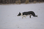 Border Collie im Schnee