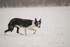 Border Collie im Schnee