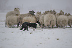 Border Collie im Schnee