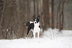 Border Collie im Schnee