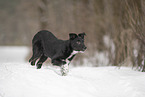 Border Collie im Schnee