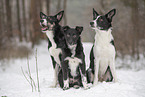 Border Collie im Schnee