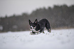 Border Collie im Schnee