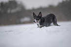 Border Collie im Schnee