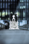 Border Collie Rde