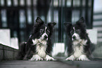 Border Collie Rde