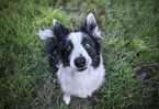 Border Collie Rde