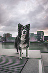 Border Collie Rde