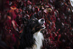Border Collie Rde