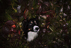 Border Collie Rde