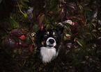 Border Collie Rde