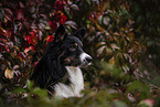 Border Collie Rde