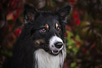 Border Collie Rde