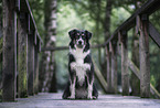 Border Collie Hndin