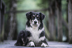 Border Collie Hndin