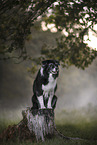 Border Collie Hndin