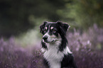 Border Collie Hndin