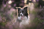 Border Collie Hndin