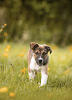 Border Collie Welpe