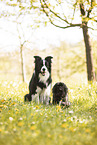 2 Hunde
