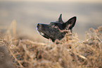 Border Collie
