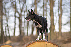 Border Collie