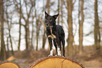 Border Collie
