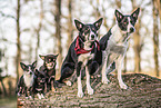 Hunde