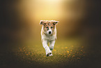 Border Collie Welpe