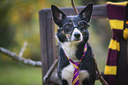 Border Collie