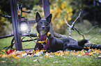 Border Collie