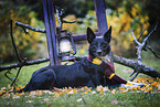 Border Collie