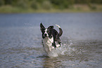 Border Collie