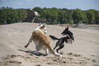 Hunde