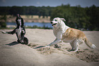 Hunde