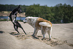 Hunde