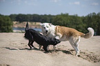 Hunde