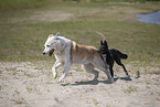 Hunde