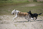 Hunde