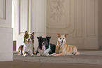 Hunde
